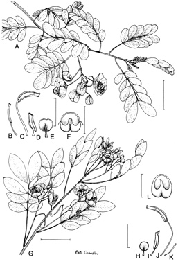 APII jpeg image of Senna pendula var. glabrata  © contact APII