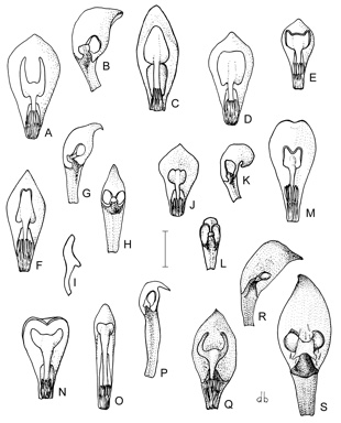 APII jpeg image of Synaphea boyaginensis,<br/>Synaphea obtusata,<br/>Synaphea otiostigma,<br/>Synaphea floribunda,<br/>Synaphea whicherensis,<br/>Synaphea flabelliformis,<br/>Synaphea petiolaris subsp. petiolaris,<br/>Synaphea favosa,<br/>Synaphea cuneata,<br/>Synaphea pinnata  © contact APII