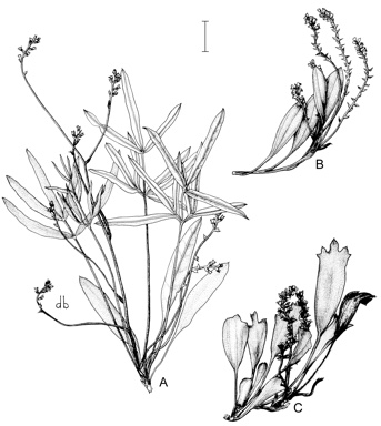 APII jpeg image of Synaphea pinnata,<br/>Synaphea decumbens,<br/>Synaphea floribunda  © contact APII