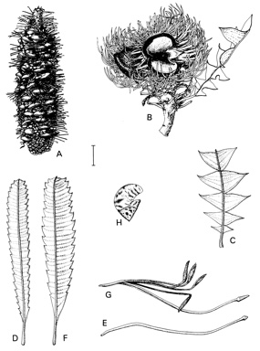 APII jpeg image of Banksia paludosa subsp. astrolux,<br/>Banksia serrata,<br/>Banksia aemula,<br/>Banksia ornata,<br/>Banksia baxteri  © contact APII