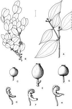 APII jpeg image of Pternandra coerulescens,<br/>Memecylon arnhemensis,<br/>Memecylon hylandii,<br/>Memecylon pauciflorum var. pauciflorum  © contact APII