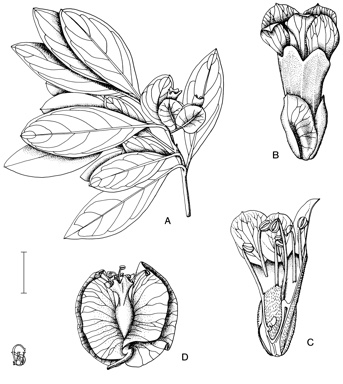 APII jpeg image of Dansiea elliptica  © contact APII