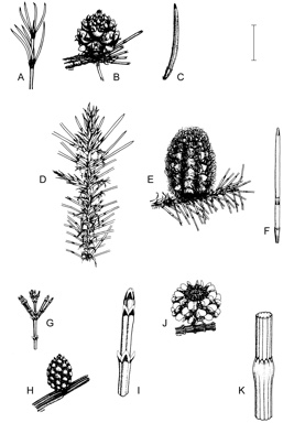 APII jpeg image of Allocasuarina luehmannii,<br/>Allocasuarina fibrosa,<br/>Allocasuarina ramosissima,<br/>Allocasuarina grevilleoides  © contact APII