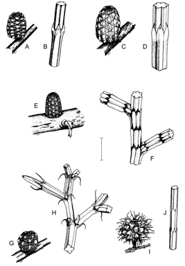 APII jpeg image of Allocasuarina microstachya,<br/>Allocasuarina humilis,<br/>Allocasuarina nana,<br/>Allocasuarina thuyoides  © contact APII