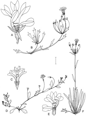 APII jpeg image of Goodenia iyouta,<br/>Goodenia quasilibera,<br/>Goodenia megasepala  © contact APII