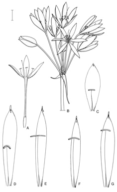 APII jpeg image of Crinum pedunculatum,<br/>Crinum uniflorum,<br/>Crinum flaccidum,<br/>Crinum angustifolium,<br/>Crinum venosum  © contact APII