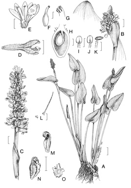 APII jpeg image of Pontederia cordata  © contact APII