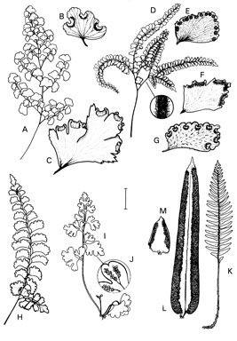 APII jpeg image of Adiantum aethiopicum,<br/>Pellaea falcata,<br/>Adiantum hispidulum,<br/>Anogramma leptophylla,<br/>Adiantum diaphanum,<br/>Adiantum capillus-veneris,<br/>Pellaea calidirupium,<br/>Adiantum formosum  © contact APII