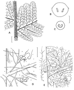 APII jpeg image of Macrothelypteris polypodioides,<br/>Macrothelypteris torresiana  © contact APII