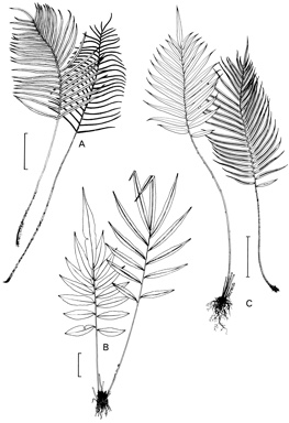 APII jpeg image of Blechnum orientale,<br/>Blechnum vulcanicum,<br/>Blechnum whelanii,<br/>Blechnum wurunuran  © contact APII