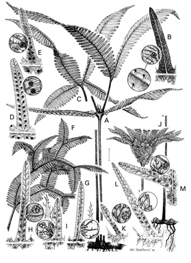 APII jpeg image of Sticherus flabellatus var. compactus,<br/>Sticherus lobatus,<br/>Dicranopteris linearis var. altissima,<br/>Sticherus milnei,<br/>Sticherus tener,<br/>Sticherus flabellatus var. flabellatus,<br/>Sticherus urceolatus,<br/>Dicranopteris linearis var. subferruginea,<br/>Dicranopteris linearis var. linearis  © contact APII