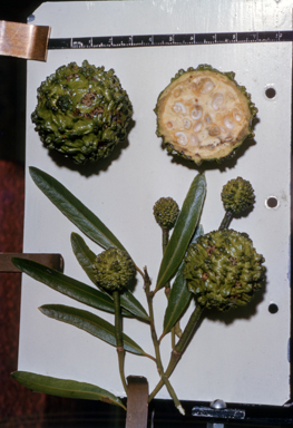 APII jpeg image of Capparis  © contact APII