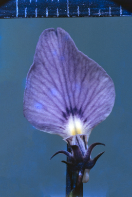 APII jpeg image of Hybanthus monopetalus  © contact APII