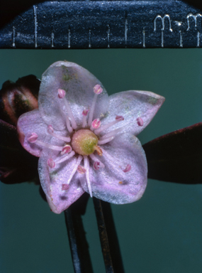 APII jpeg image of Trianthema oxycalyptrum  © contact APII