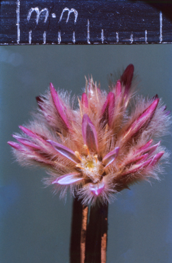 APII jpeg image of Ptilotus schwartzii  © contact APII
