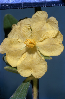 APII jpeg image of Hibbertia melhanioides  © contact APII