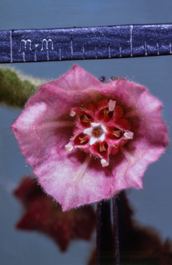 APII jpeg image of Commersonia magniflora  © contact APII