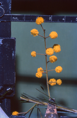 APII jpeg image of Acacia gittinsii  © contact APII