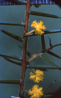 APII jpeg image of Acacia neobrachycarpa  © contact APII
