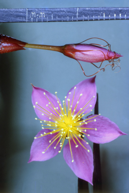 APII jpeg image of Calytrix brevifolia  © contact APII