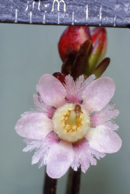 APII jpeg image of Verticordia densiflora  © contact APII