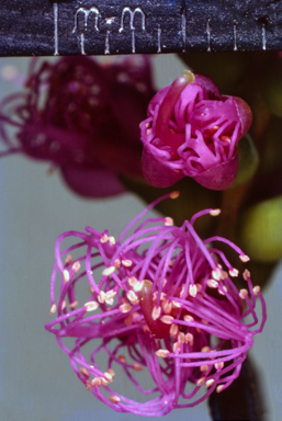 APII jpeg image of Melaleuca thymifolia  © contact APII