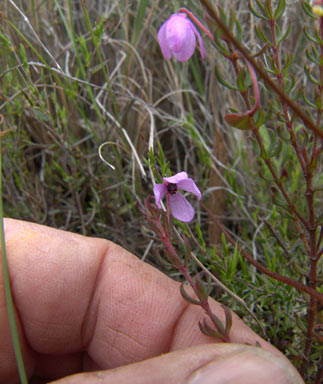 APII jpeg image of Tetratheca bauerifolia  © contact APII