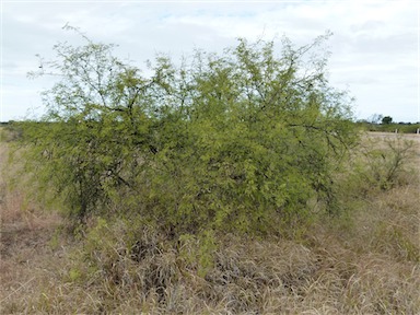 APII jpeg image of Vachellia farnesiana var. farnesiana  © contact APII