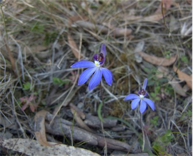 APII jpeg image of Caladenia caerulea  © contact APII