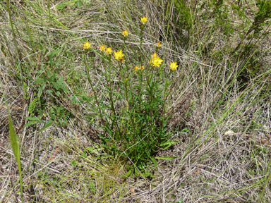 APII jpeg image of Xerochrysum viscosum  © contact APII