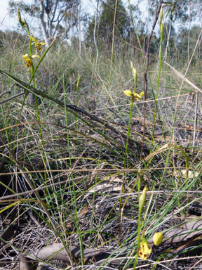 APII jpeg image of Diuris sulphurea  © contact APII