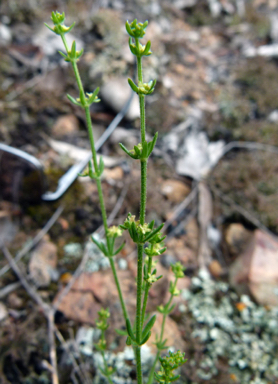 APII jpeg image of Galium gaudichaudii  © contact APII