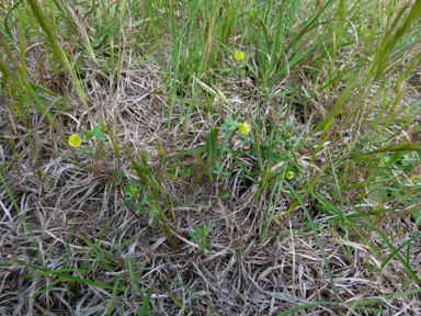 APII jpeg image of Medicago lupulina  © contact APII