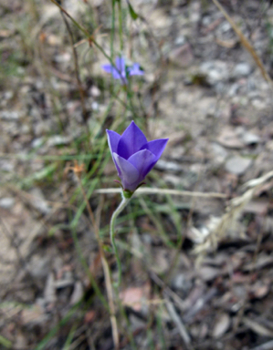 APII jpeg image of Wahlenbergia stricta subsp. stricta  © contact APII