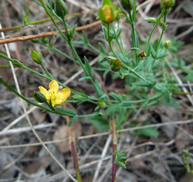 APII jpeg image of Hypericum gramineum  © contact APII