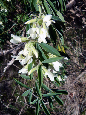 APII jpeg image of Chamaecytisus palmensis  © contact APII