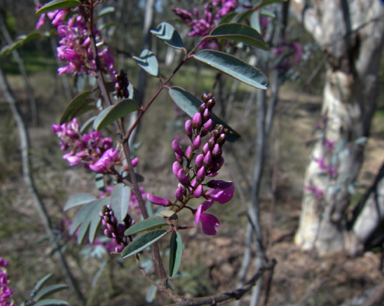 APII jpeg image of Indigofera australis subsp. australis  © contact APII