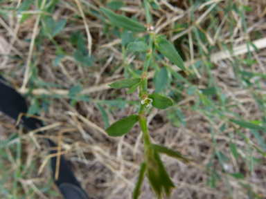 APII jpeg image of Polygonum aviculare  © contact APII