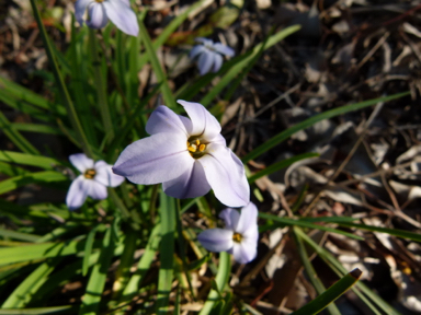 APII jpeg image of Ipheion uniflorum  © contact APII