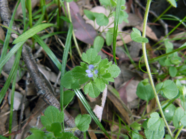 APII jpeg image of Veronica hederifolia  © contact APII