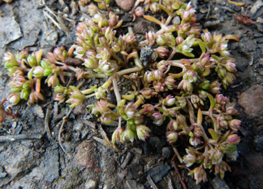 APII jpeg image of Crassula decumbens  © contact APII