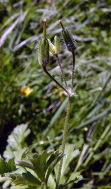 APII jpeg image of Erodium crinitum  © contact APII