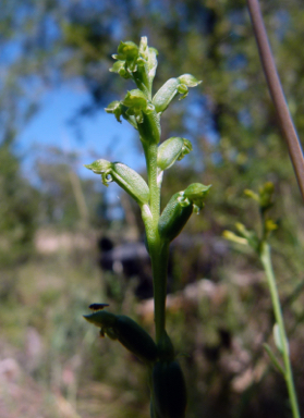 APII jpeg image of Microtis unifolia  © contact APII