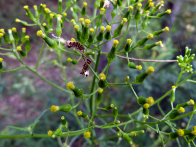 APII jpeg image of Senecio hispidulus  © contact APII