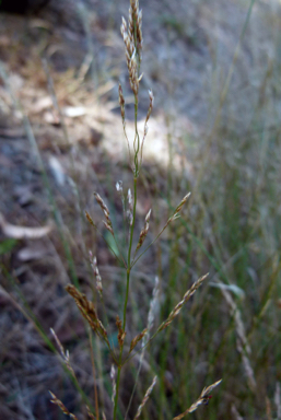 APII jpeg image of Agrostis gigantea  © contact APII