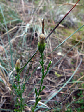 APII jpeg image of Vittadinia cuneata var. cuneata  © contact APII