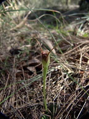 APII jpeg image of Pterostylis pedunculata  © contact APII