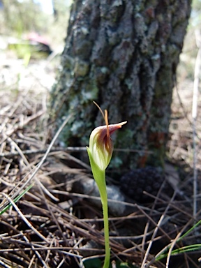 APII jpeg image of Pterostylis pedunculata  © contact APII