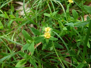 APII jpeg image of Hypericum japonicum  © contact APII