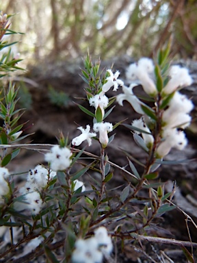 APII jpeg image of Leucopogon fraseri  © contact APII